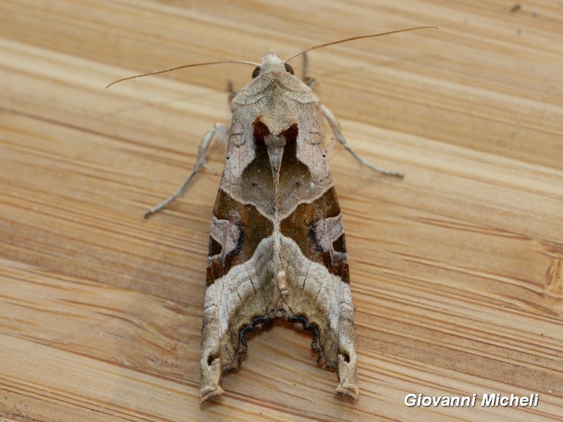 Phlogophora meticulosa ...sempre bella